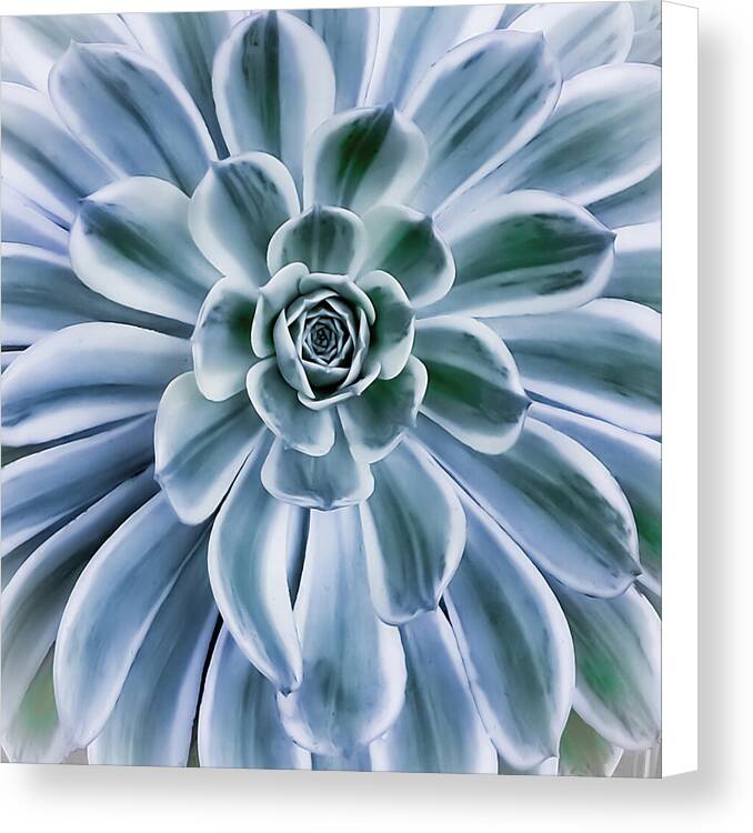 succulent canvas print Succulent Motif 1