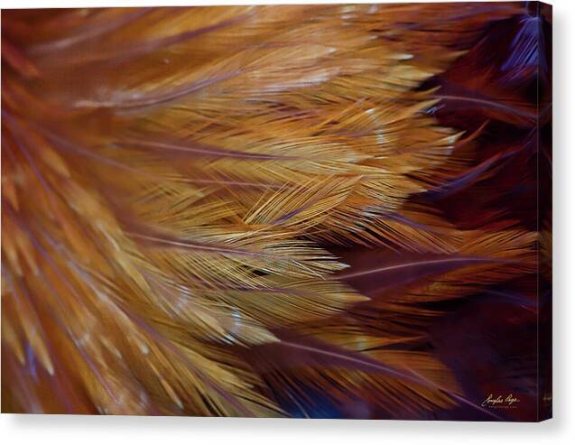 a close up view of a feathered animal's tail