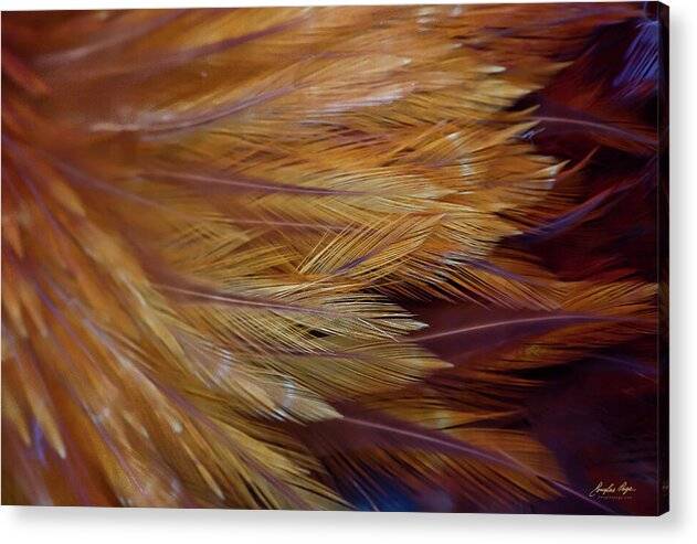 a close up view of a feathered animal's tail