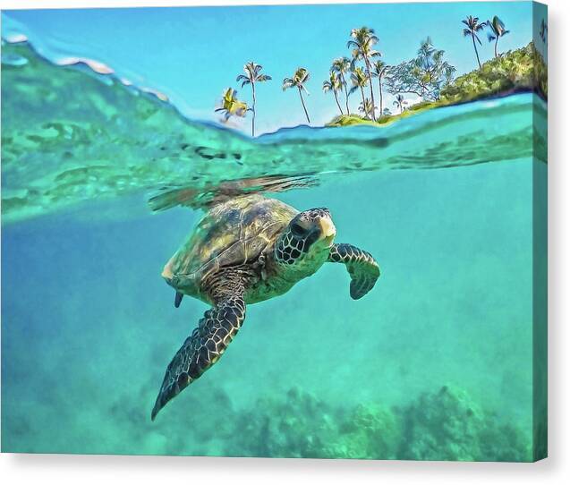 Aloha Honu 1 - Canvas Print Canvas Print 1ArtCollection