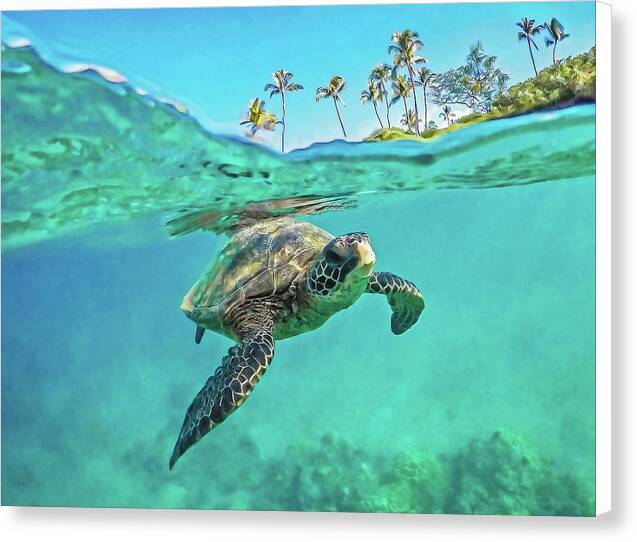 Aloha Honu 1 - Canvas Print Canvas Print 1ArtCollection