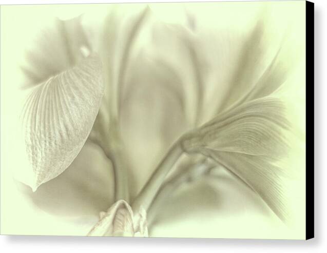 Amaryllis Study 1 1 - Canvas Print