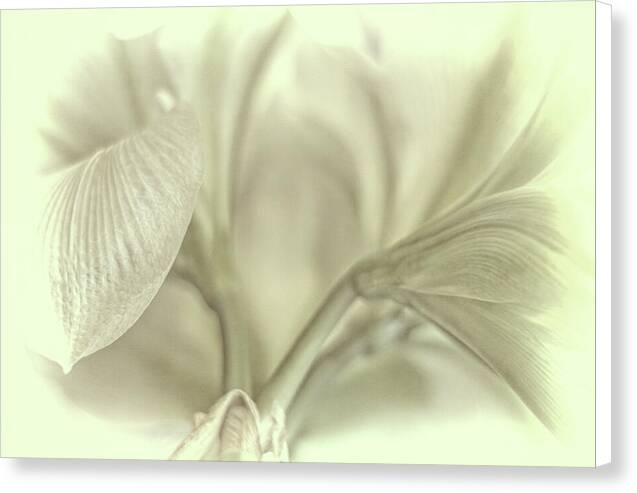 Amaryllis Study 1 1 - Canvas Print