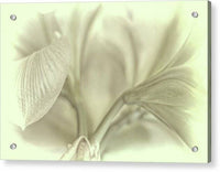 Amaryllis Study 1 1 - Acrylic Print