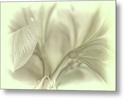 Amaryllis Study 1 1 - Metal Print