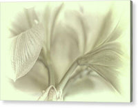 Amaryllis Study 1 1 - Acrylic Print