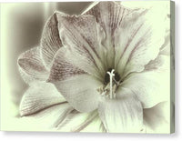 Amaryllis Study 2 1 - Canvas Print