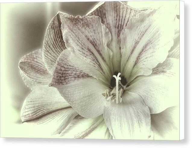 Amaryllis Study 2 1 - Canvas Print