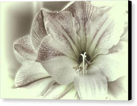 Amaryllis Study 2 1 - Canvas Print