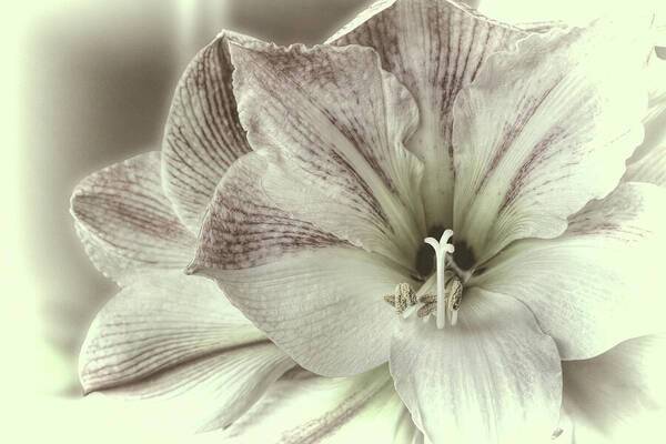 Amaryllis Study 2 1 - Art Print