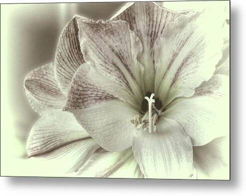 Amaryllis Study 2 1 - Metal Print