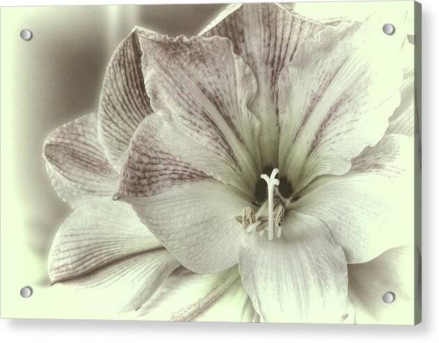 Amaryllis Study 2 1 - Acrylic Print