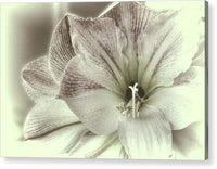 Amaryllis Study 2 1 - Acrylic Print