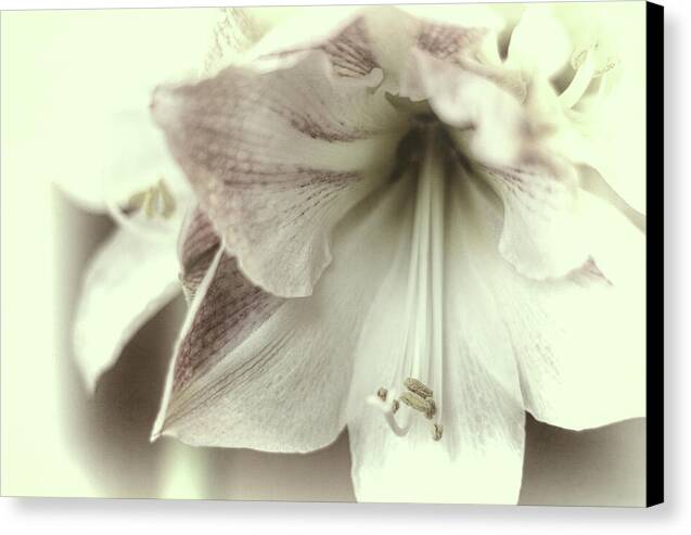 Amaryllis Study 3 1 - Canvas Print