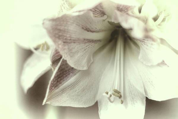 Amaryllis Study 3 1 - Art Print