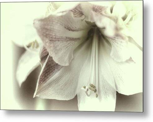 Amaryllis Study 3 1 - Metal Print