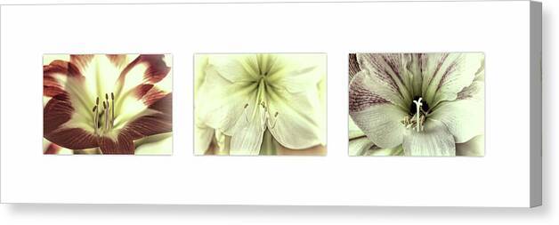 Amaryllis Triptych on White 1 - Canvas Print