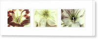 Amaryllis Triptych on White 1 - Canvas Print