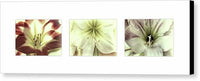 Amaryllis Triptych on White 1 - Canvas Print