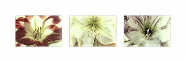 Amaryllis Triptych on White 1 - Art Print