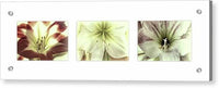 Amaryllis Triptych on White 1 - Acrylic Print