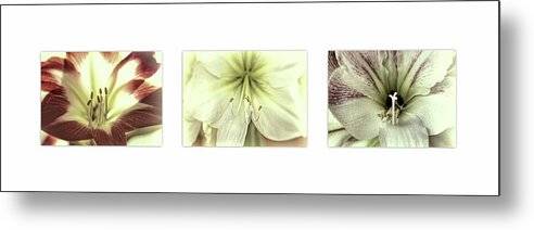 Amaryllis Triptych on White 1 - Metal Print