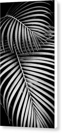 BW Areca Palm Design - Canvas Print