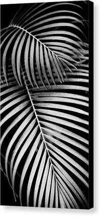 BW Areca Palm Design - Canvas Print