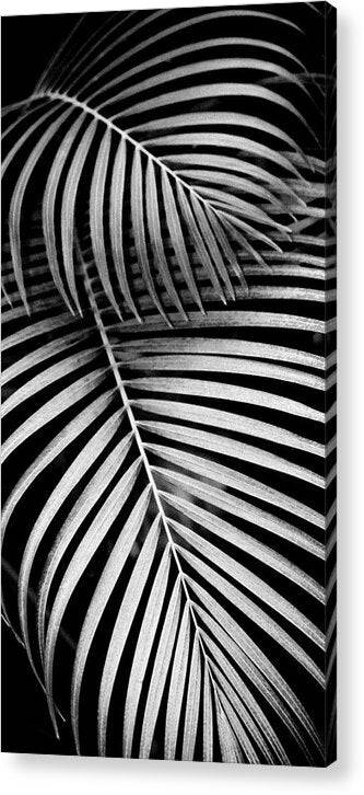 BW Areca Palm Design - Acrylic Print