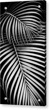 BW Areca Palm Design - Acrylic Print