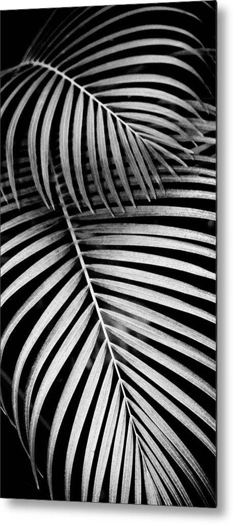 BW Areca Palm Design - Metal Print