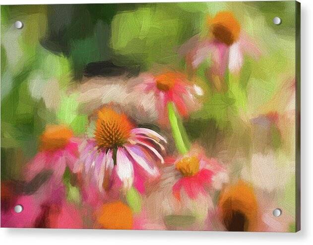 Coneflowers in the Garden 1 - Acrylic Print