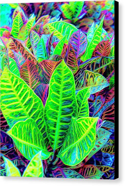 Croton Design 1 - Canvas Print