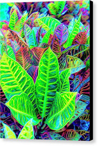 Croton Design 1 - Canvas Print