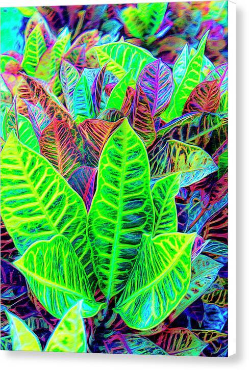 Croton Design 1 - Canvas Print