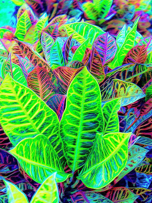 Croton Design 1 - Art Print