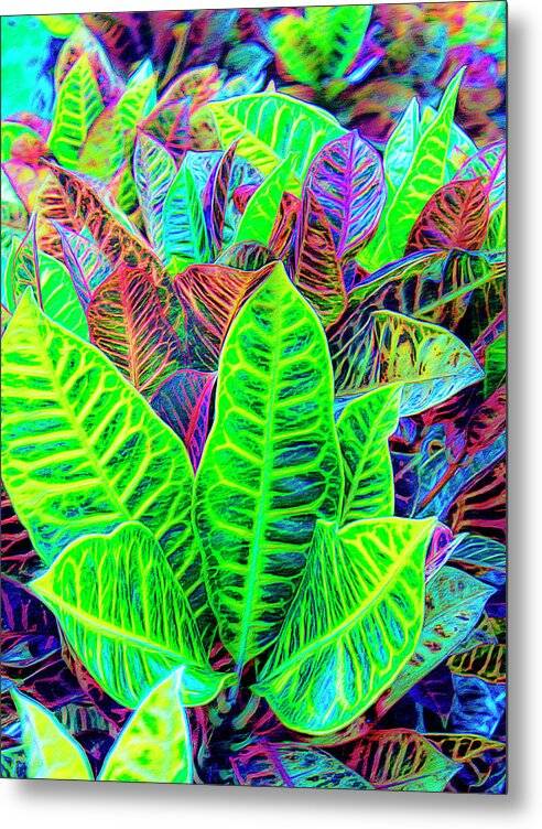 Croton Design 1 - Metal Print