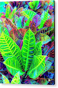 Croton Design 1 - Acrylic Print