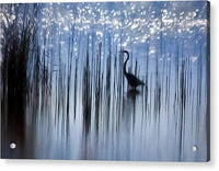 Egret Among The Reeds 1 - Acrylic Print