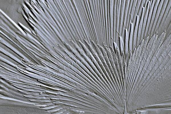 Fan Palm Metallic Design 1 - Art Print