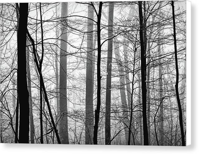 Foggy Winter Forest 1 - Canvas Print