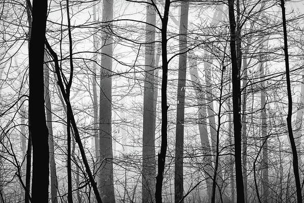 Foggy Winter Forest 1 - Art Print