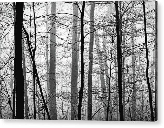 Foggy Winter Forest 1 - Acrylic Print