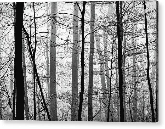 Foggy Winter Forest 1 - Acrylic Print