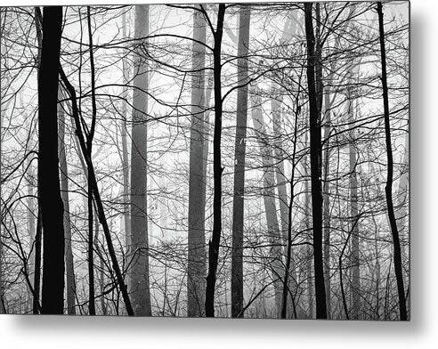 Foggy Winter Forest 1 - Metal Print