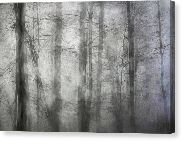 Foggy Winter Woods 1 - Canvas Print