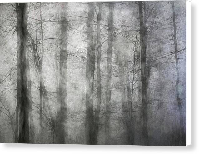 Foggy Winter Woods 1 - Canvas Print