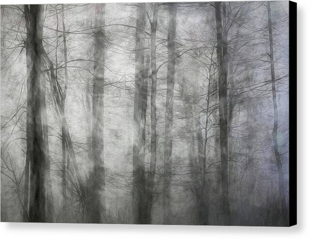 Foggy Winter Woods 1 - Canvas Print