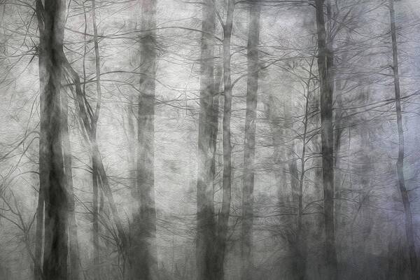 Foggy Winter Woods 1 - Art Print