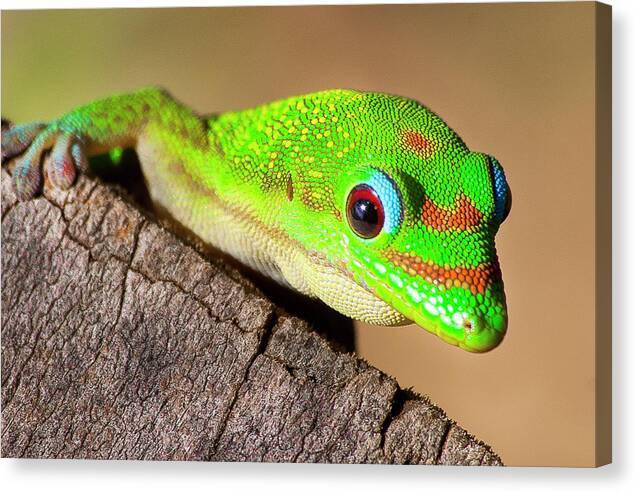 Gecko Time 1 - Canvas Print